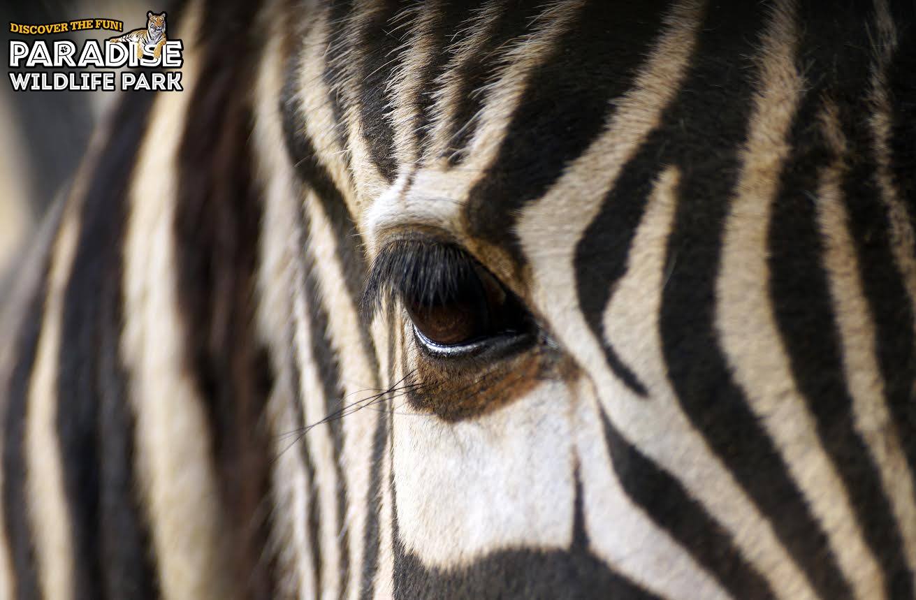 Zebra Paradise.jpg